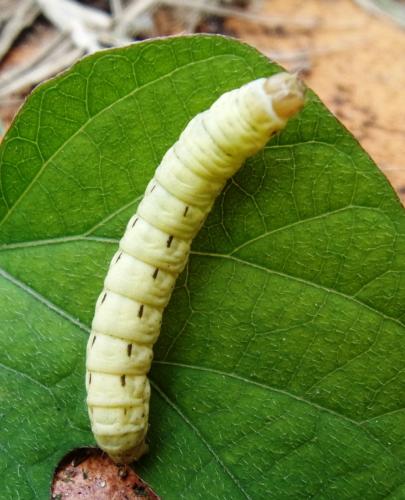 Noctua pronuba